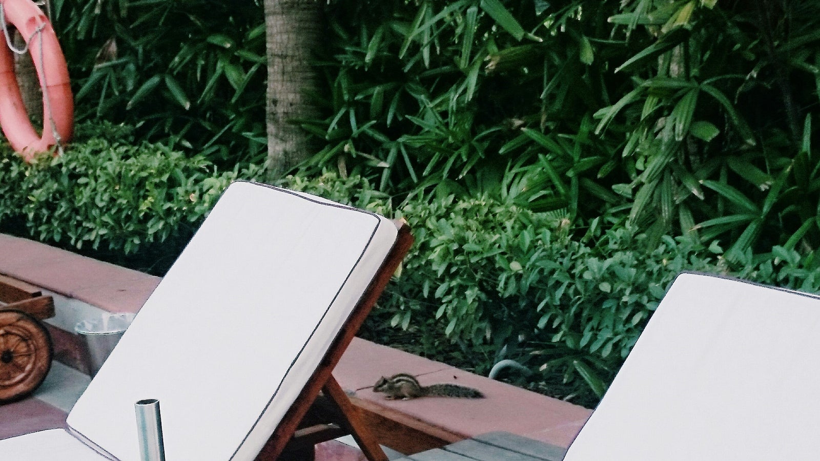 ホテル プールサイド内リス／画像提供：所属事務所