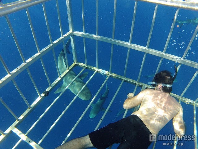 檻の周りをたくさんのサメが泳ぎまわる／photo by kalanz
