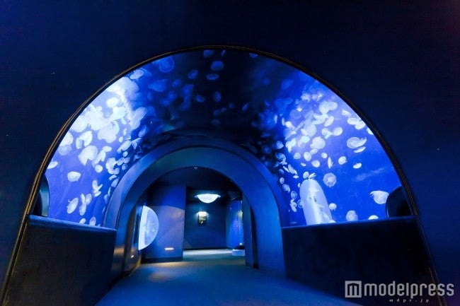 クラゲトンネル水槽／画像提供：サンシャインシティ