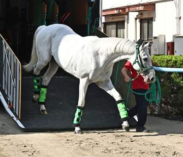【安田記念】ガイアフォース 小川厩務員が状態に太鼓判「尻がピカピカ」 馬房内で寝っ転がって遊ぶ姿も「リラックスできてる」