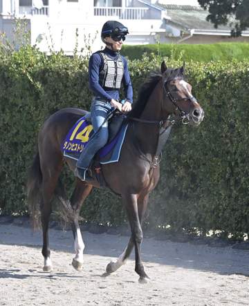【菊花賞】ダノンヒストリー 京都到着に一安心 堀師は枠順よりも天候、馬場「ジョッキーと共有していい結果を」