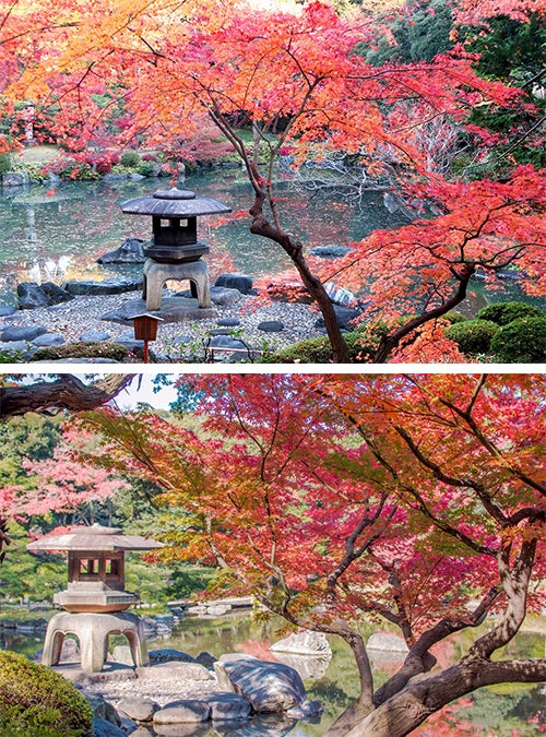 錦秋染まる旧古河庭園
