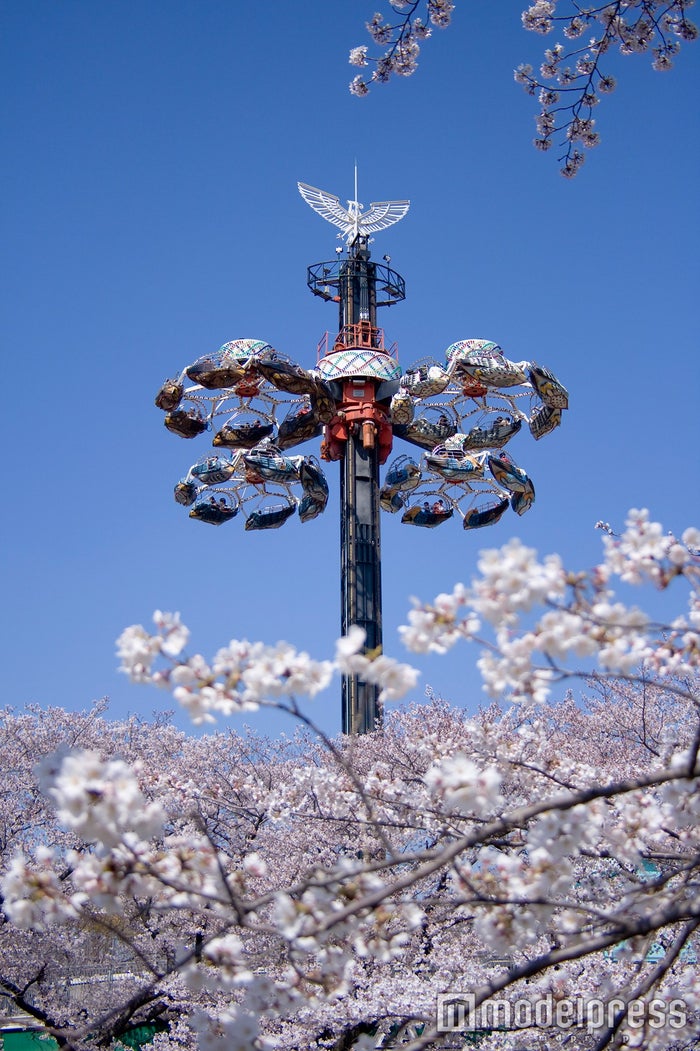 としまえん桜まつり 桜500本の下でお花見 イルミ鑑賞 夜桜デートもできる 女子旅プレス