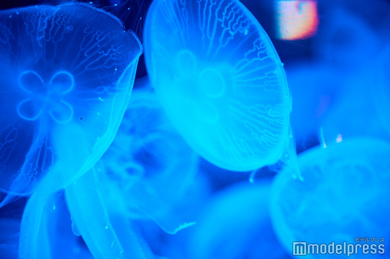ふわふわと浮遊するクラゲが幻想的（C）モデルプレス