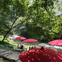 瑞々しい緑に映える野点傘／画像提供：山中温泉観光協会・旅館協同組合