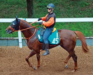【新馬戦】ショウナンバトレニ 母にG1.2勝名牝ショウナンパンドラ、期待の逸材が初陣星へ 高野師「実直な馬です」