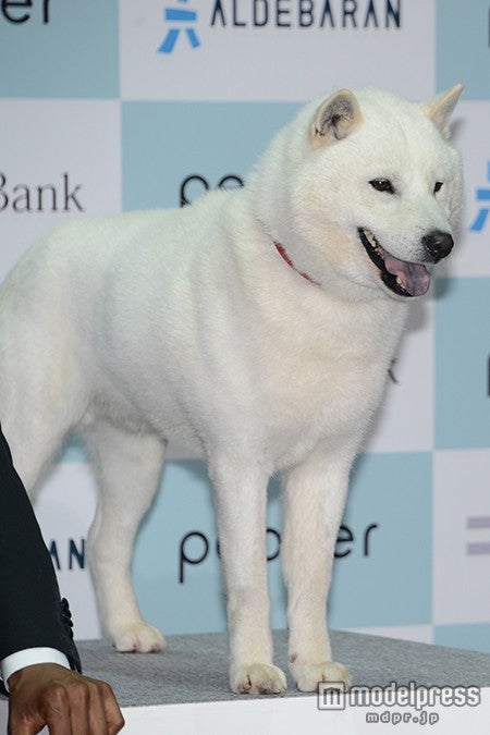 白戸家のお父さん