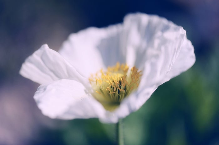 ポピーの花が 実は危険 である理由 モデルプレス