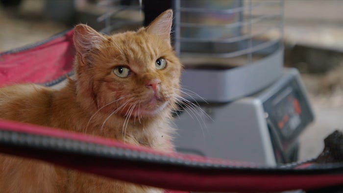 ©「劇場版 岩合光昭の世界ネコ歩き2」製作委員会 (C)Mitsuaki Iwago