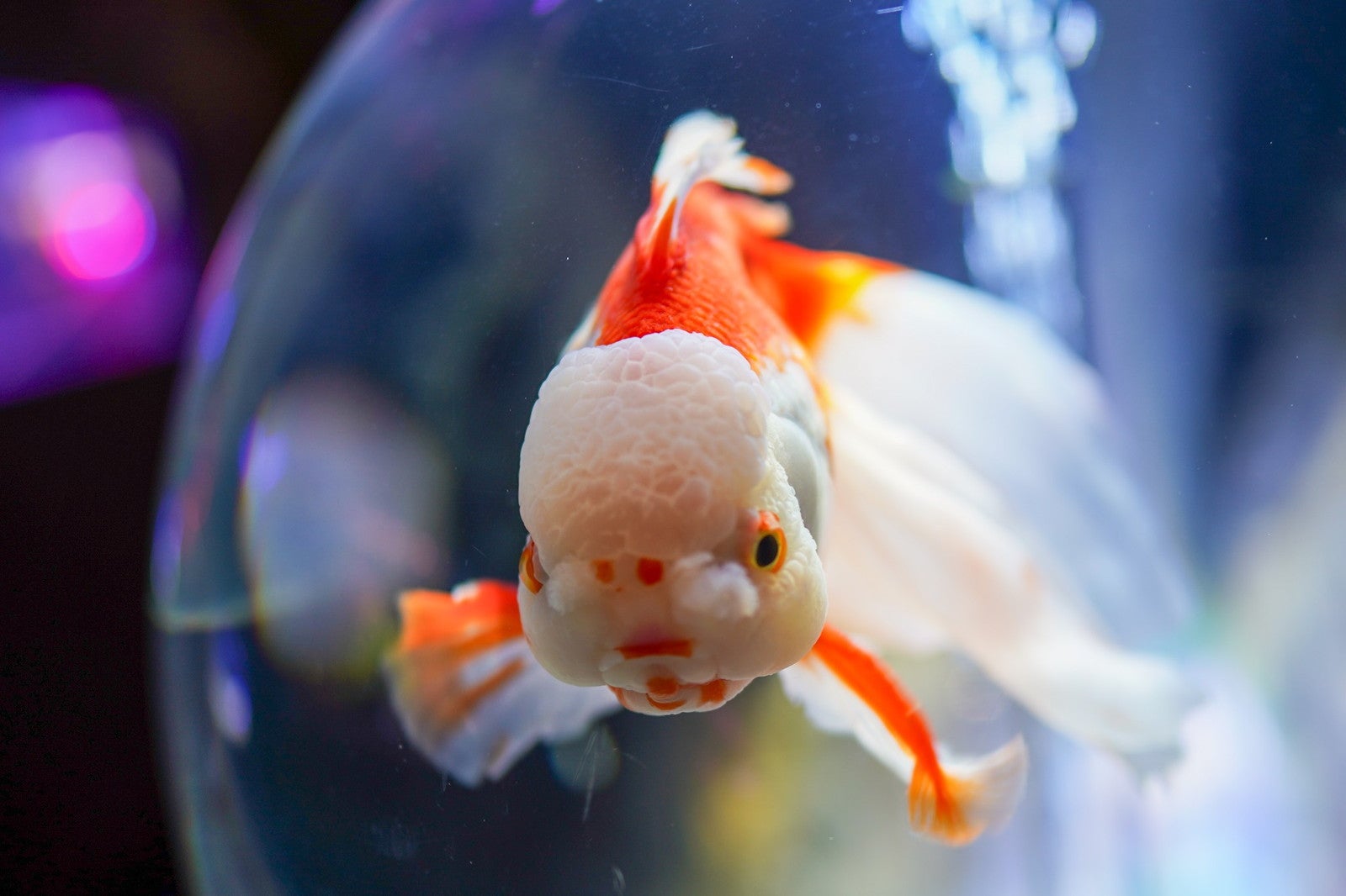 沖縄金魚ミュージアム〜龍と金魚のものがたり／提供画像