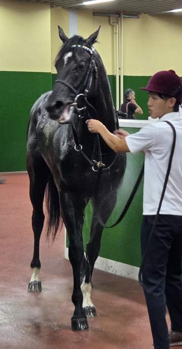 【新馬戦】ドラゴンバルド 2億6000万円の素質馬が初陣星 福永師が期待「これからどんどん良くなるはず。大きい舞台を迎えたい」