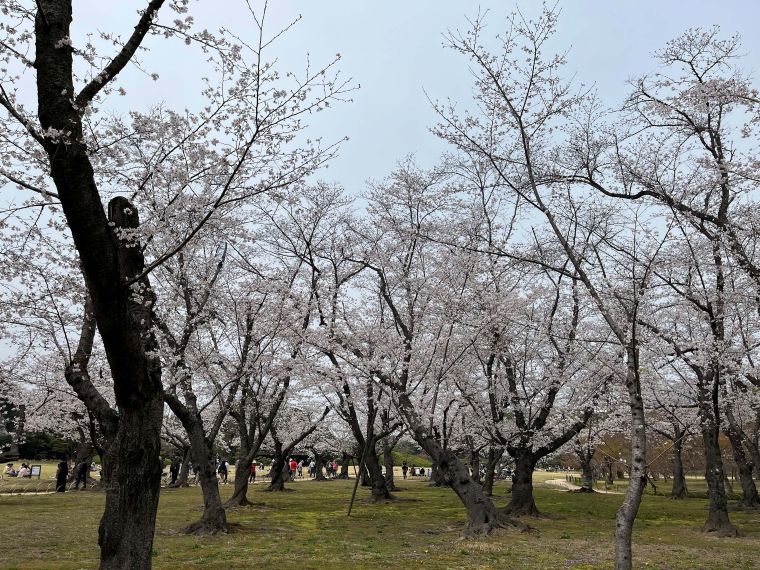 岡山での歌と花 千年前、千年後の誰か