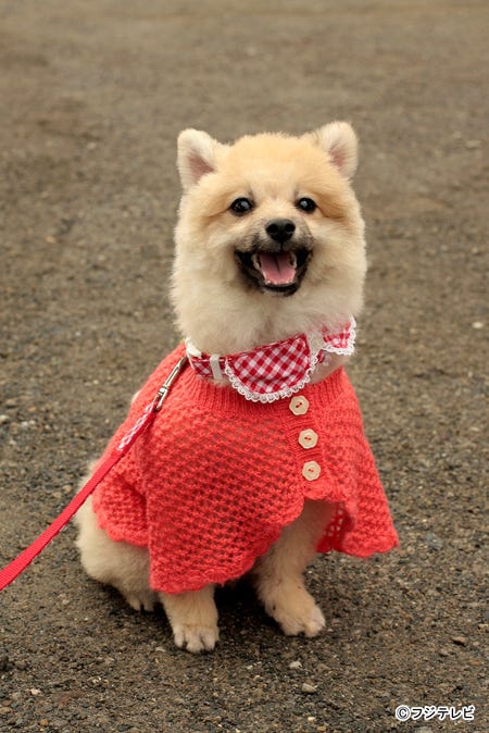 平泉成が声を務めるマロン/ドラマ「山田くんと7人の魔女」第3話より