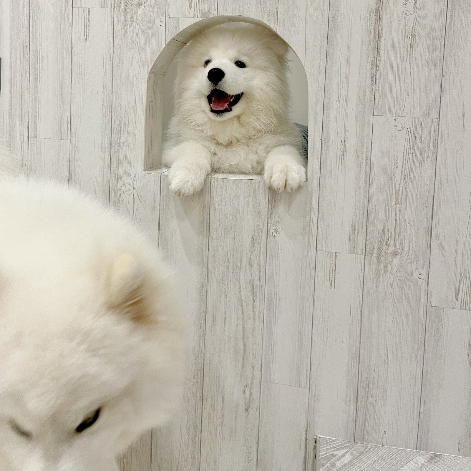 Samoyed Lounge moffu／提供画像