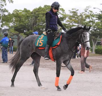 【新馬戦】シャインフォード 厩舎ゆかりの血統馬が初陣 武藤師も評価「前向きな気性で反応もいいし、ゲートも速い」