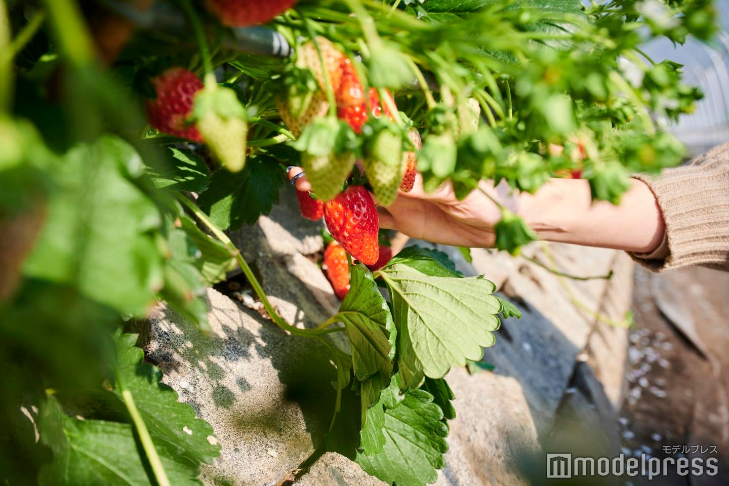 日持ちがしないため、遠方へ出荷は難しいという貴重な品種なのだとか（C）モデルプレス