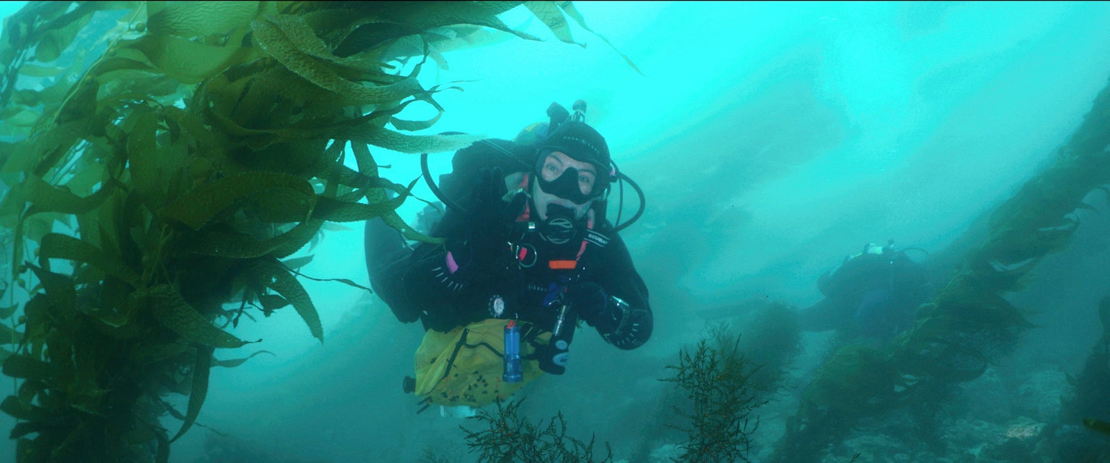 Amazon Original「オクトパス！ ～未知なる生命体タコの世界～」（Octopus!／アメリカ）シーズン1（C）2025 Amazon Content Services LLC