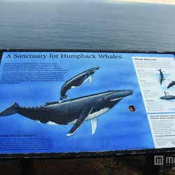 ザトウクジラの生態を説明する看板が／Photo by HonoluluDistrict