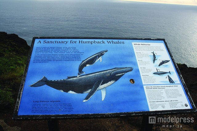 ザトウクジラの生態を説明する看板が／Photo by HonoluluDistrict