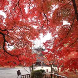 真如堂(提供元:真如堂)