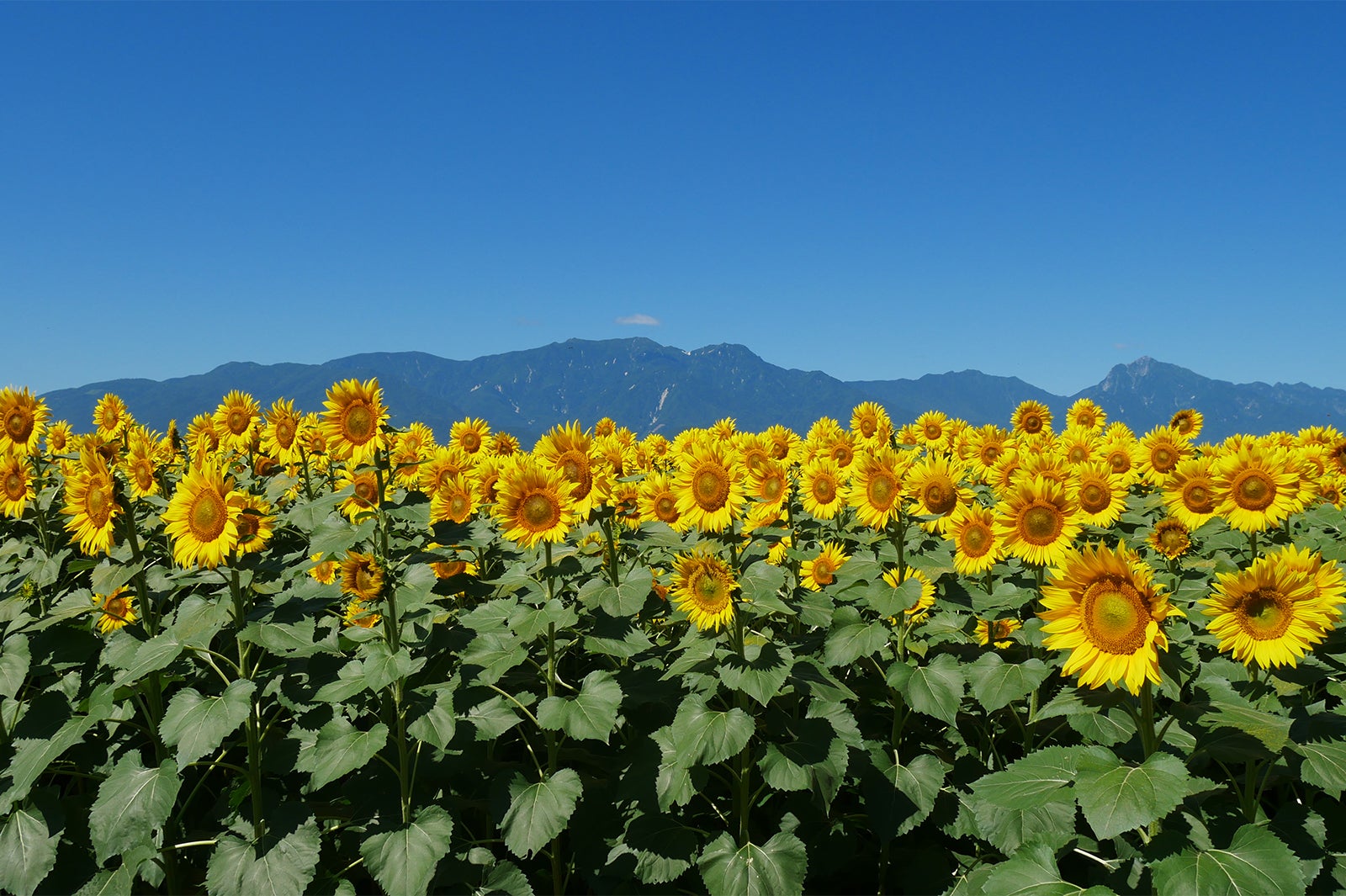 夏を感じる絶景　明野のひまわり畑／画像提供：北杜市観光協会