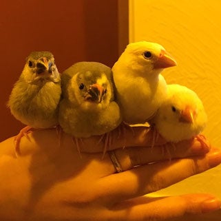 文鳥／画像提供：北野坂　か和うそCafe