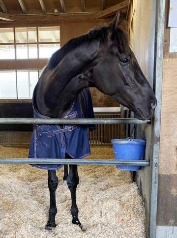 クロワデュノール 栗東トレセンで元気な姿 大阪杯V一夜明け