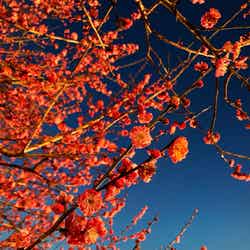 光の花の庭~Flower Fantasy(提供写真)