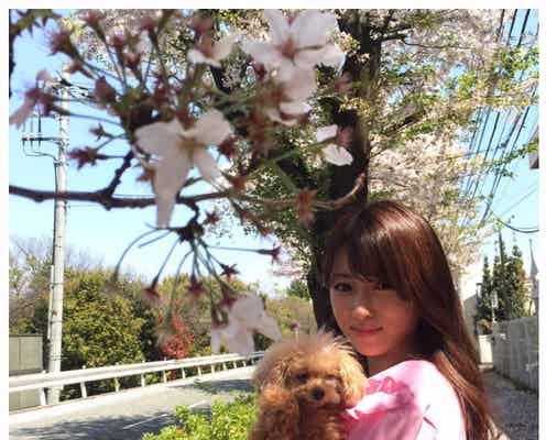 深田恭子、桜舞うなか愛犬と2ショット「可愛いの渋滞」「写真集レベル」魅了されるファン続出
