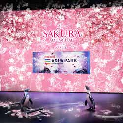 お花見ペンギン/画像提供:横浜八景島