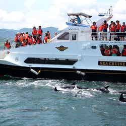 イルカウォッチング/画像提供:シークルーズ