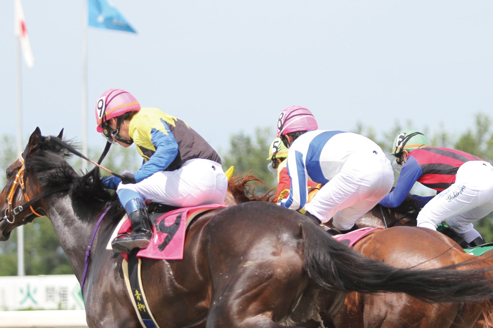 地方競馬全国協会フォトうまコンテストはこちら