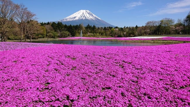 「2021富士芝桜まつり」富士山×関東最大級の芝桜が織りなす春絶景