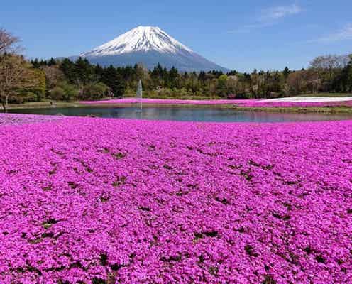 「2021富士芝桜まつり」富士山×関東最大級の芝桜が織りなす春絶景