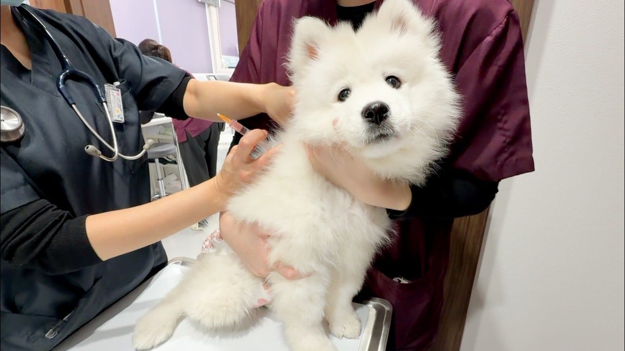 初めての注射におびえるサモエドがかわいそうだけど可愛すぎる!
