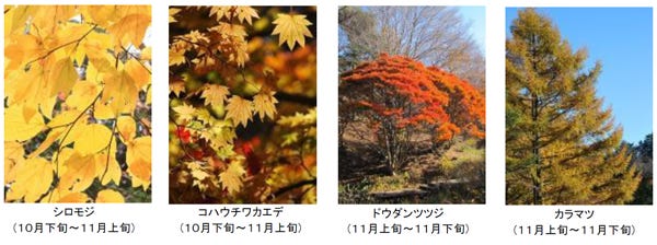 クリスマスと一緒に楽しめる？神戸でみつけた「最高の紅葉スポット」