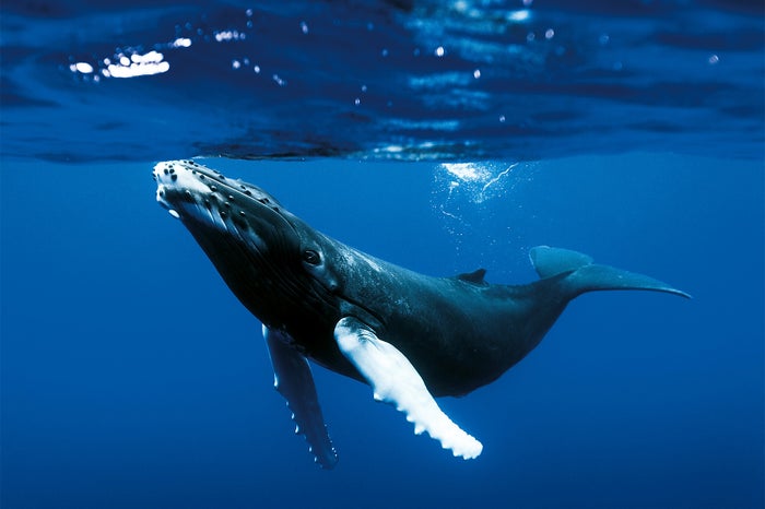 オーシャンズ(C)2009 Galatée Films – Pathé – France 2 Cinéma – France 3 Cinéma – Notro Films – JMH-TSR