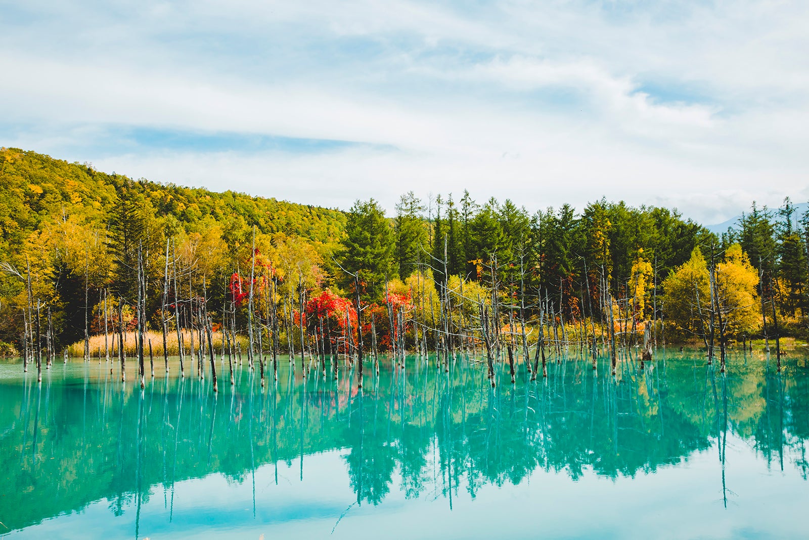 美瑛町・白金青い池（C）UHB