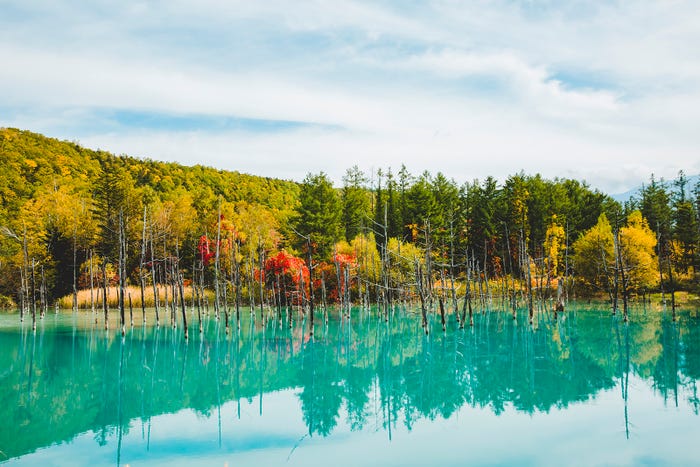 美瑛町・白金青い池(C)UHB