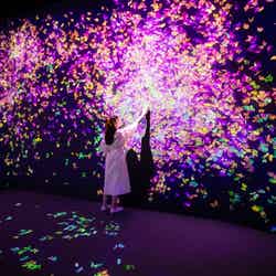 群蝶、儚い命 - A Whole Year per Year/画像提供:チームラボ