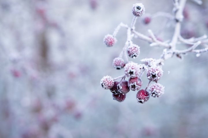 未来への 希望 を意味する花言葉を持つ花15選 夢に向かう人への贈り物にも最適 モデルプレス