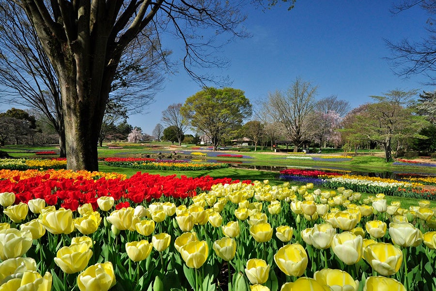 フラワーフェスティバル2018