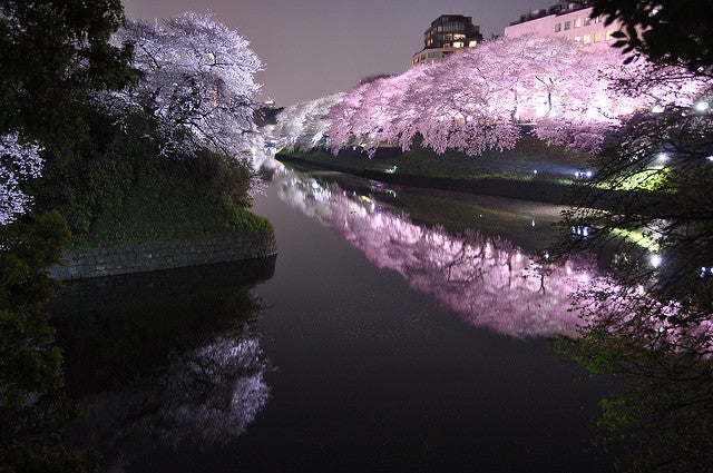 桜のトンネルでお花見デート 春の絶景「千鳥ヶ淵」の夜桜が美し