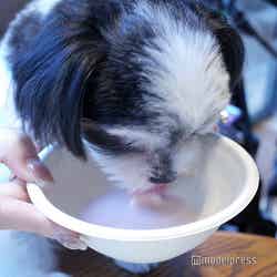 Dear Wan Spa Garden(C)モデルプレス