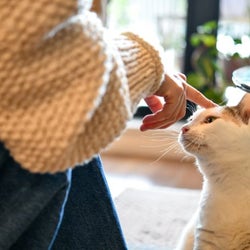 おっとりした飼い猫との少し切ないエピソード