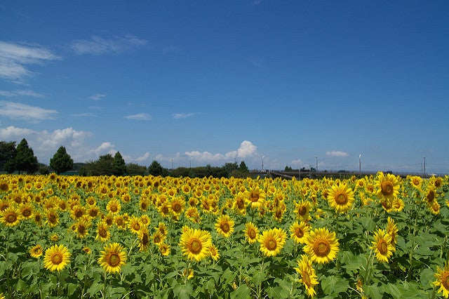 座間市のひまわり畑／Sunflower. by skyseeker