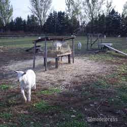 ドメーヌレゾン(C)モデルプレス