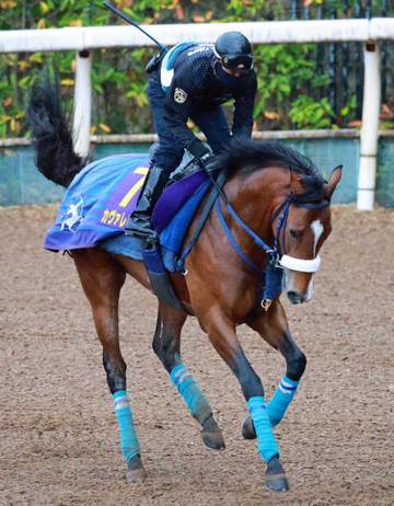 【皐月賞】カヴァレリッツォ2歳マイル王のスピード見せつける 初距離も吉岡師「2000メートルまでは落ち着いて臨めれば対応」