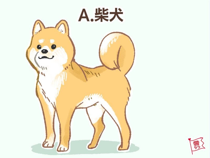 A：「柴犬」を選んだあなた