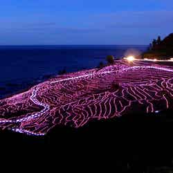 壮大なイルミネーションイベント・あぜのきらめき(提供写真)